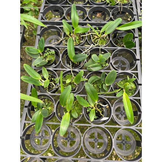 Laelia Pumila Alba - NBS