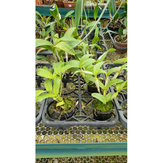 Blc. Nobiles Honey - AD