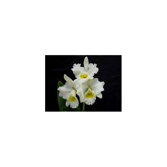Blc. Burdekin Wonder Lakeland - Espatando