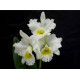 Blc. Burdekin Wonder Lakeland - Ad