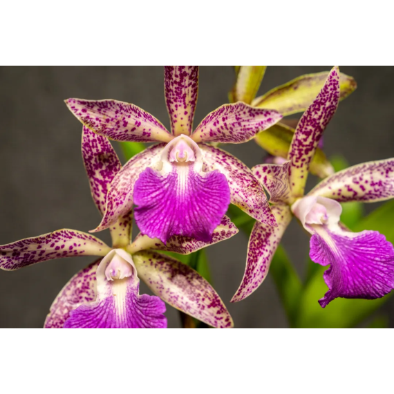 Bc. Spotted Charm  - AD