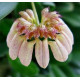 Bulbophyllum Sikkimensis