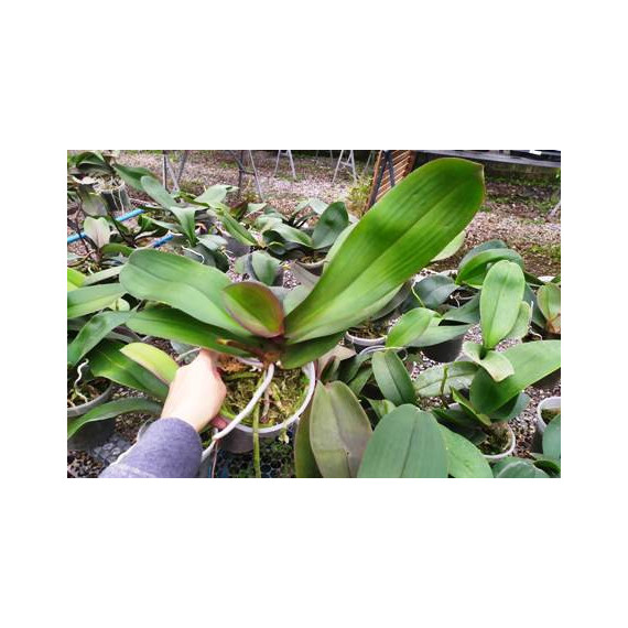 Phalaenopsis Albufeira (Haste Floral)