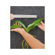 Phalaenopsis GIGANTE - AD