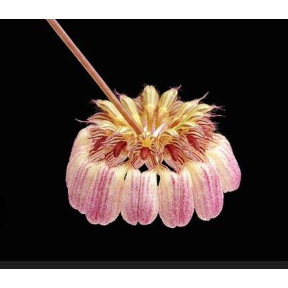 Bulbophyllum Sikkimenses - Touceira da COLEÇÃO