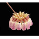 Bulbophyllum Sikkimenses - Touceira da COLEÇÃO