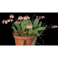 Bulbophyllum Sikkimenses - Touceira da COLEÇÃO