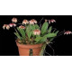 Bulbophyllum Sikkimenses - Touceira da COLEÇÃO