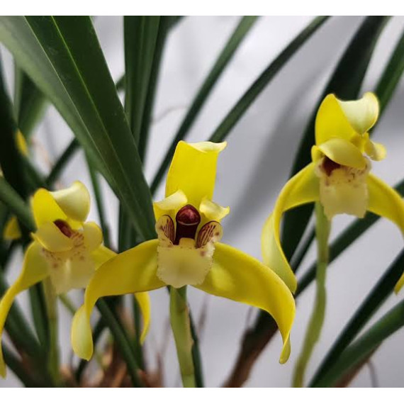 Maxillaria Chrysantha - COM HASTE FLORAL