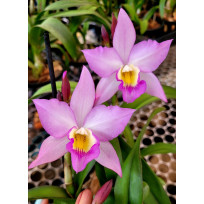 Iwanagara Apple Blossom "pink edition" - AD