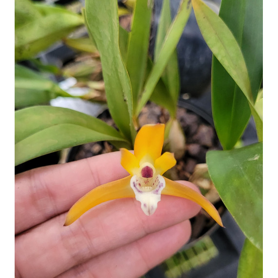 Maxillaria Chrysantha - Touceira