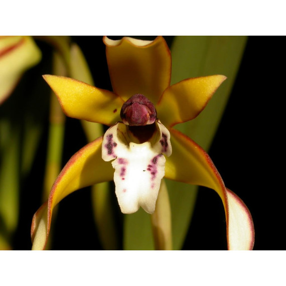 Maxillaria Chrysantha - Touceira