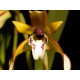 Maxillaria Chrysantha - Touceira