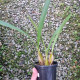 Maxillaria Chrysantha - Touceira