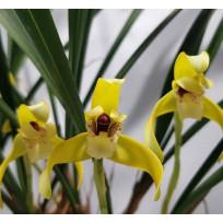 Maxillaria Chrysantha - Touceira