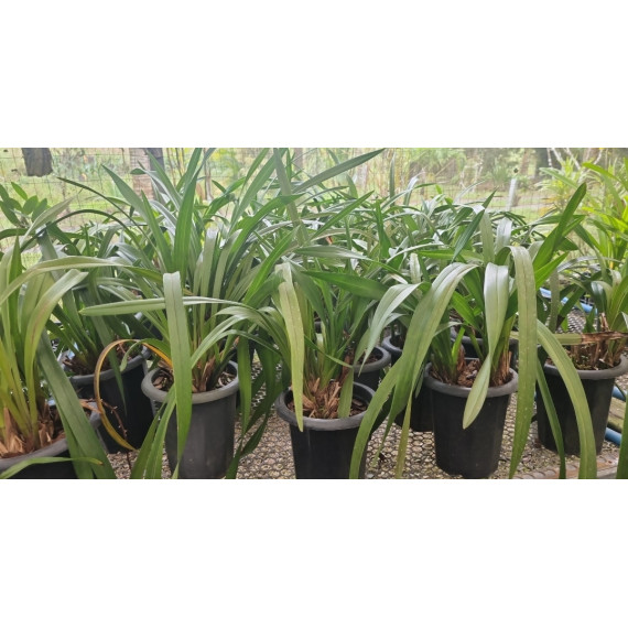 Cymbidium Strathdon Charley Red - AD