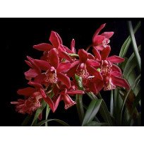 Cymbidium Strathdon Charley Red - AD
