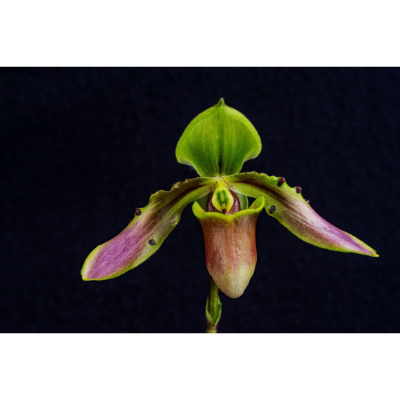 Paphiopedillum Bullenianaum - AD