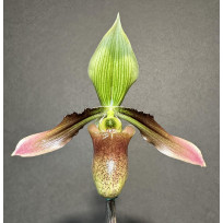 Paphiopedillum Debbie Robinson (AD)