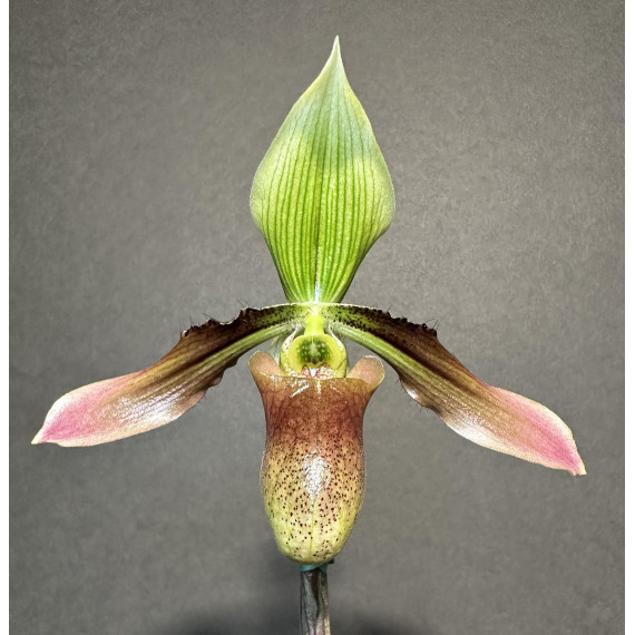 Paphiopedillum Debbie Robinson (AD)