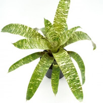 Vriesea Ospinae var Ospinae - AD