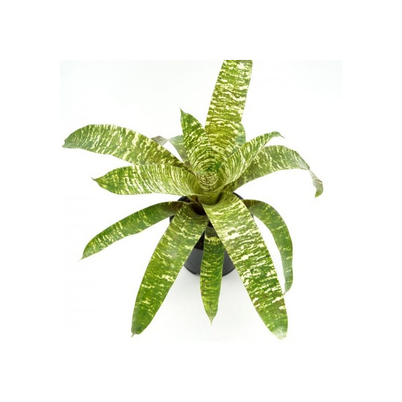 Vriesea Ospinae var Ospinae - AD