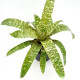 Vriesea Ospinae var Ospinae - AD