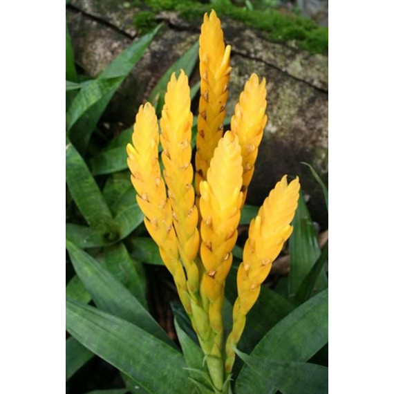 Vriesea Ospinae var Ospinae - AD