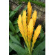 Vriesea Ospinae var Ospinae - AD