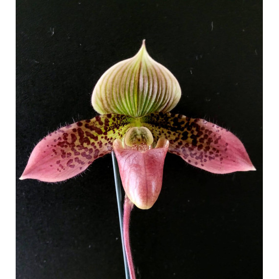 Paphiopedillum  Tereza Charm - AD