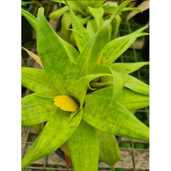 Vriesea Ospinae var Ospinae - AD