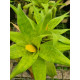 Vriesea Ospinae var Ospinae - AD