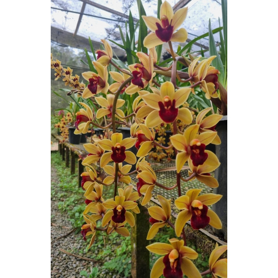 Cymbidium Memoria Marvin Gaye
