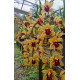 Cymbidium Memoria Marvin Gaye