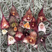 Kit Dueto: 2 Draculas