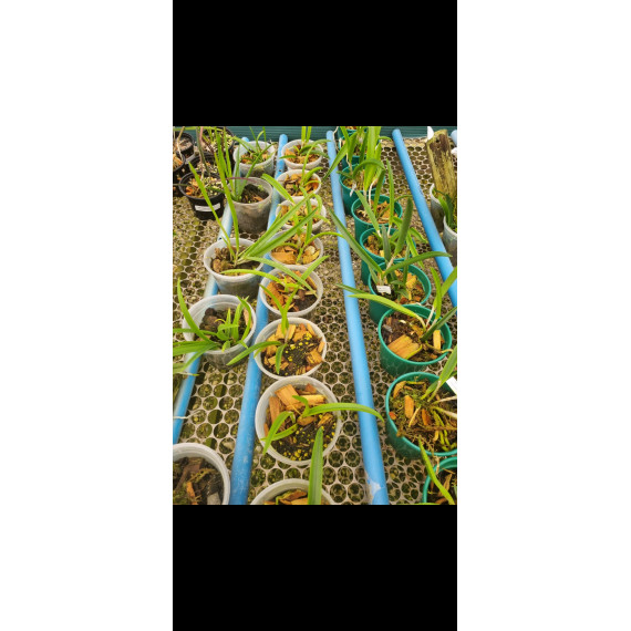 Kit 3 Brassavolas - Pre Adultas