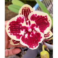 Phalaenopsis Miki Brown Bear - AD