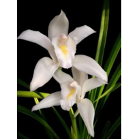 Cymbidium  Eburneum - AD