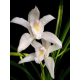 Cymbidium  Eburneum