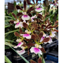 Encyclia Randii - AD