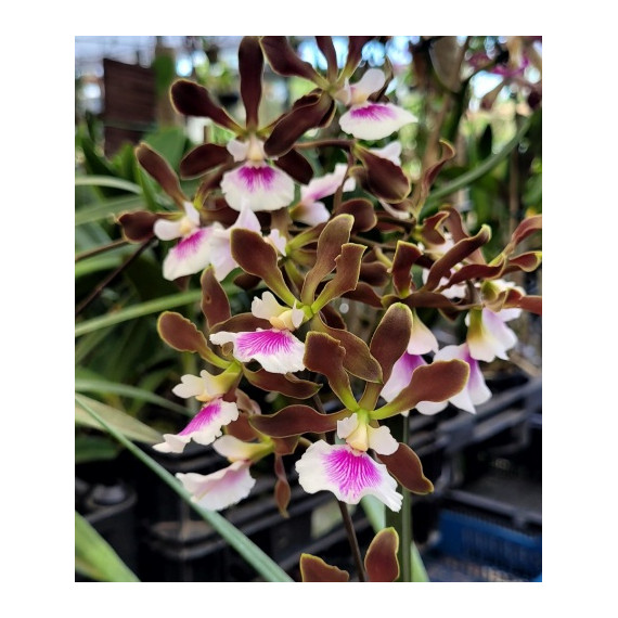 Encyclia Randii - AD