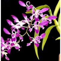 Dendrobium Anteloop Pink Red (denphal) -  NBS