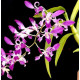 Dendrobium Anteloop Pink Red (denphal) -  NBS