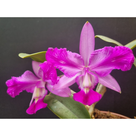 Cattleya Walkeriana flamea trilabelo OSC - AD