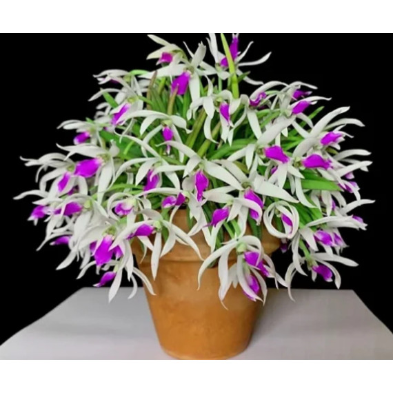 Leptotes Bicolor - AD
