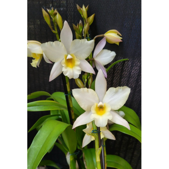 Iwanagara Apple Blossom Lemon Pie - AD