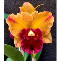 Rlc. Yungluck Smile - AD