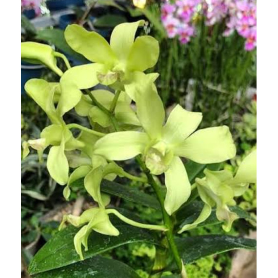 Dendrobium Burana Green - AD