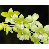 Dendrobium Burana Green (EM FLORAÇÃO)