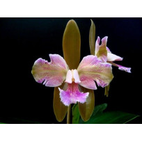 Cattleya Granulosa Trilabelo - T3